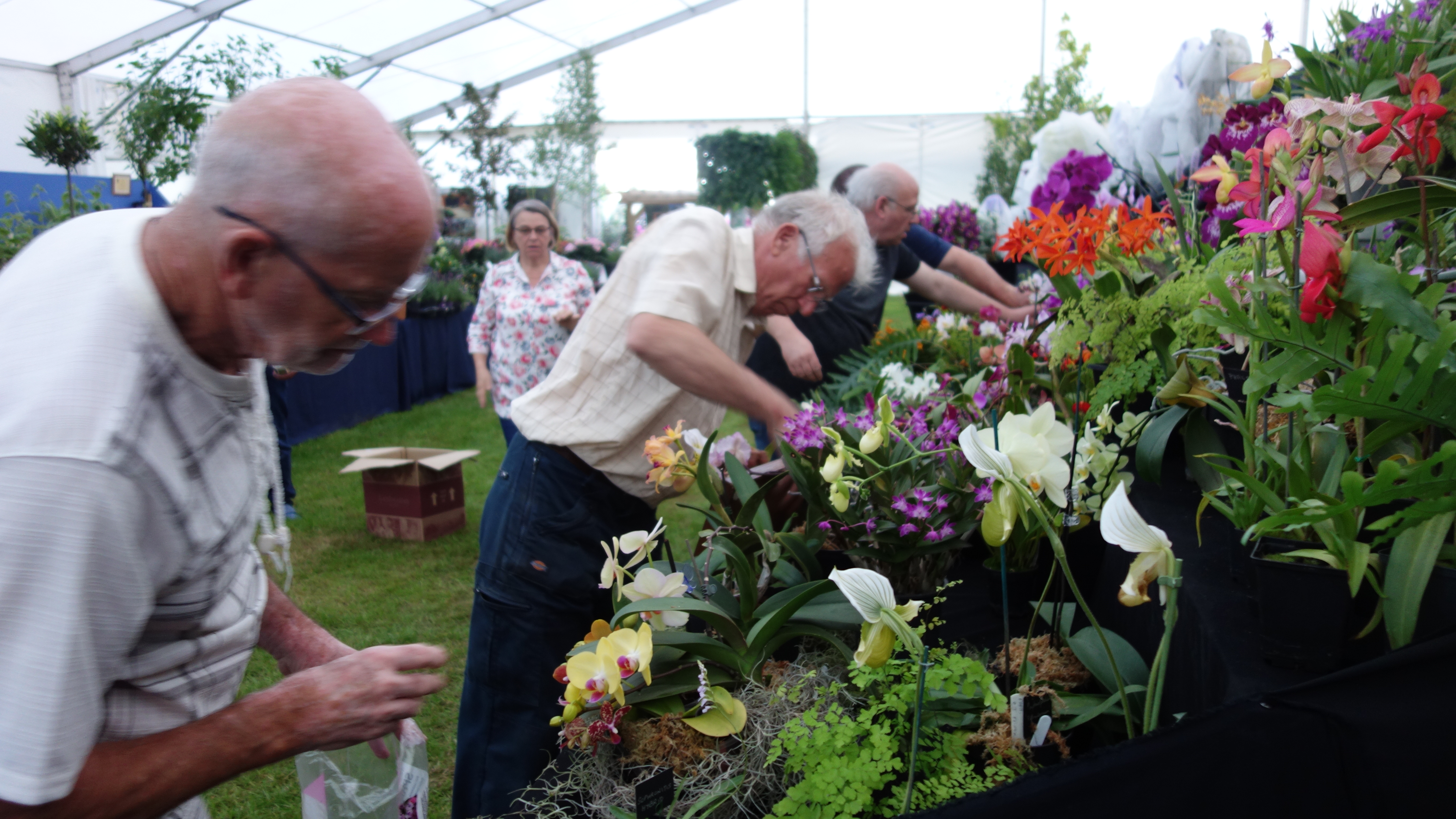 Suffolk Orchid Display table