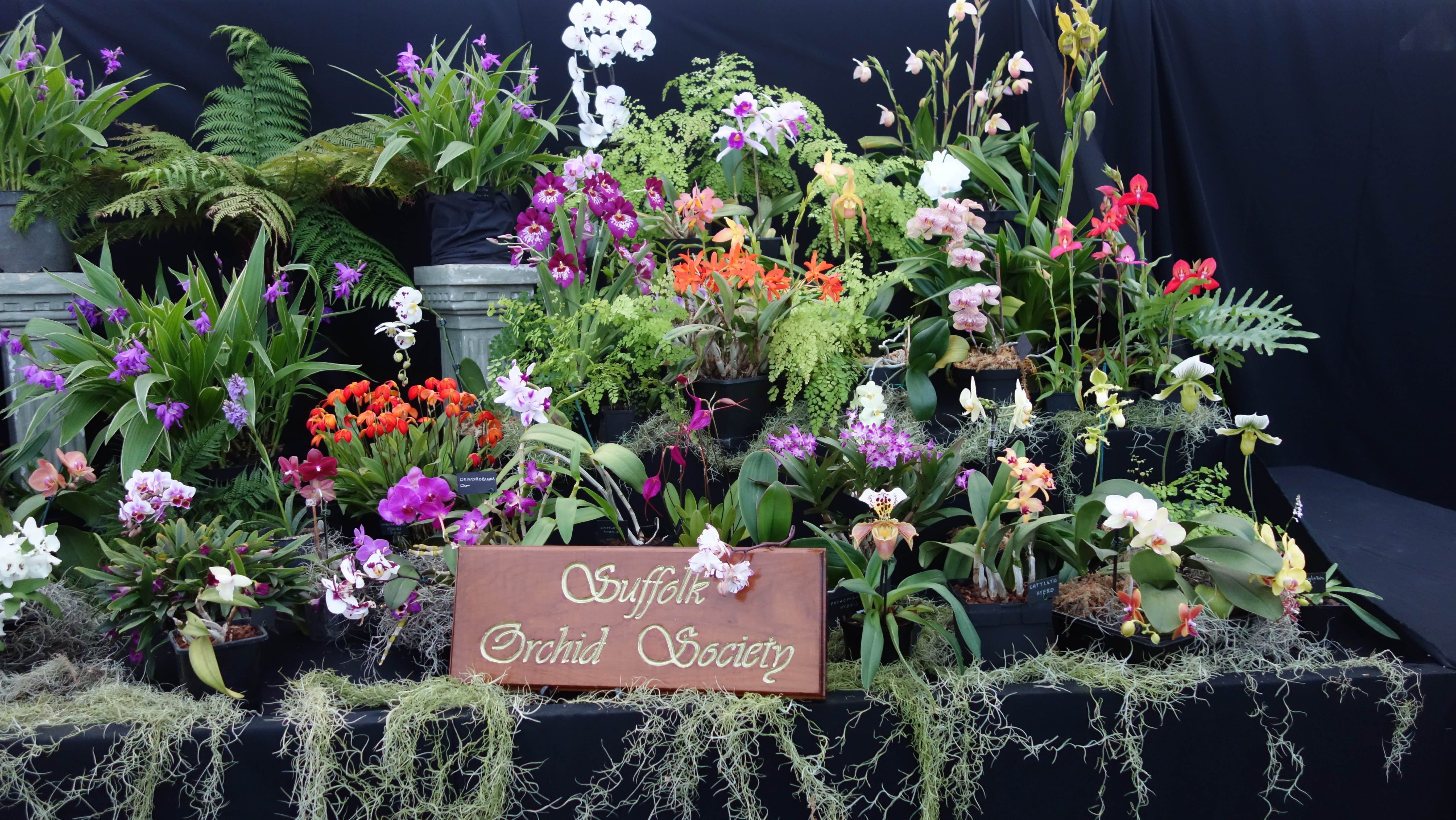 Suffolk Orchid Display table