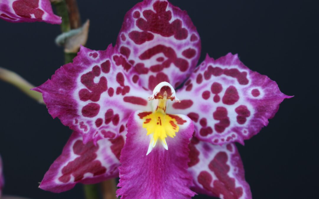 Virtual Orchid Congress Successes