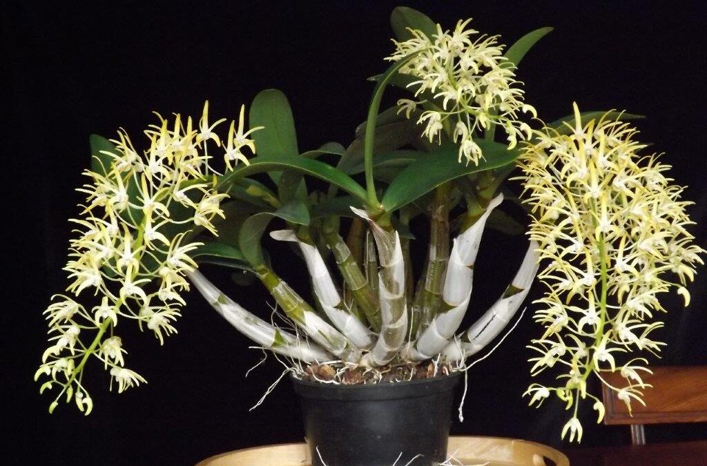 Dendrobium speciosum