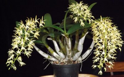 Dendrobium speciosum